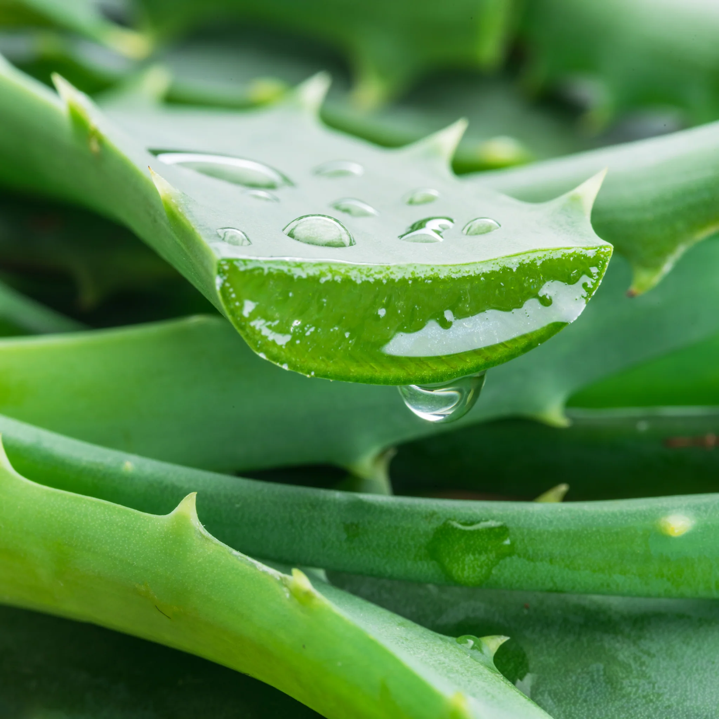 Aloe Vera Soap 4oz